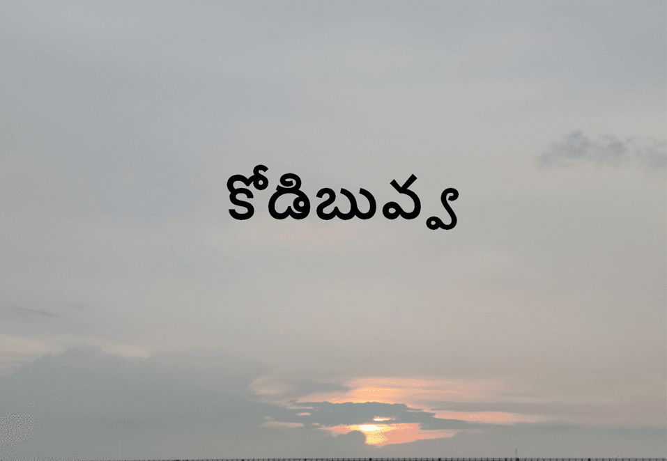 కోడి బువ్వ