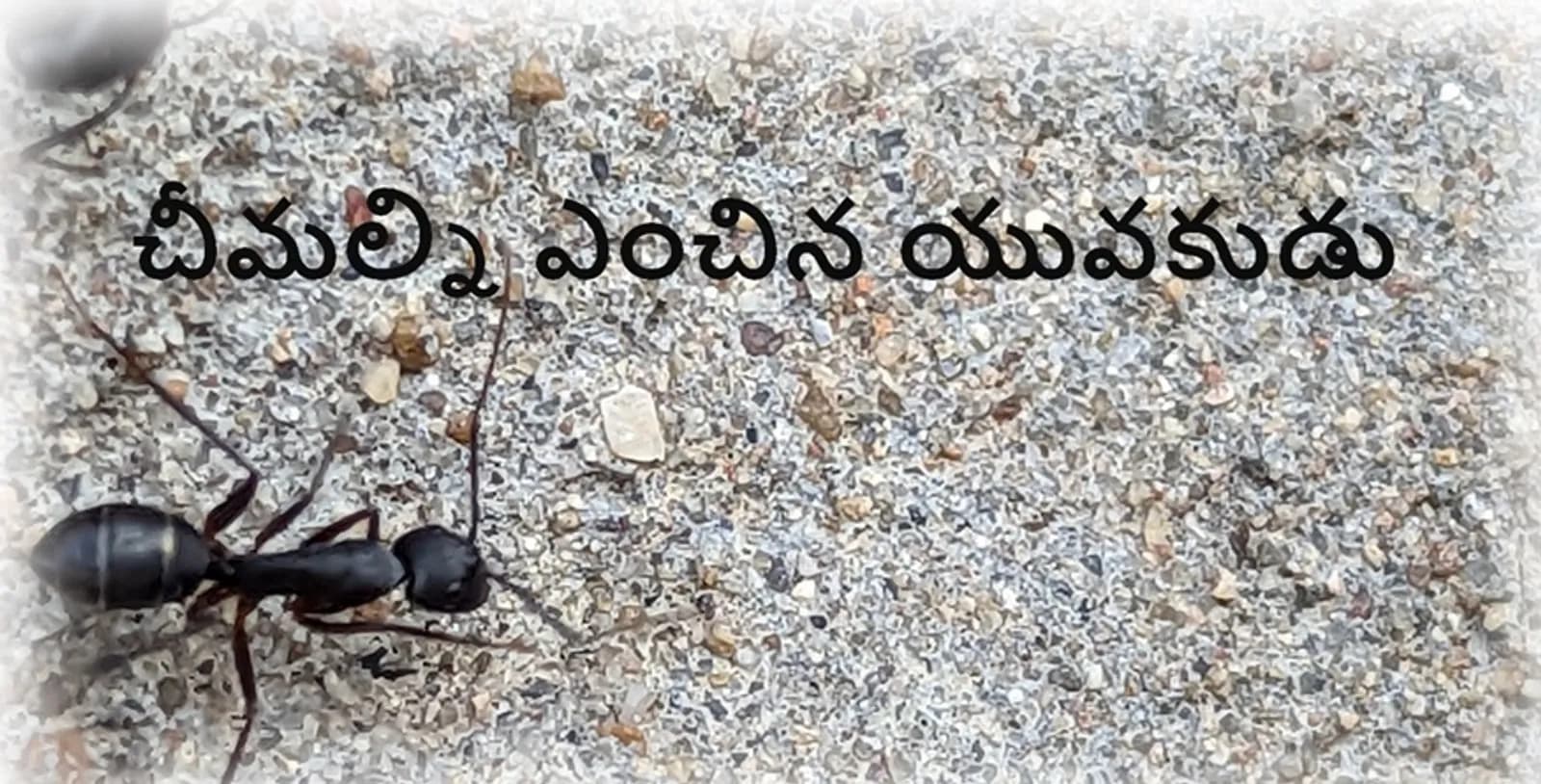 చీమల్ని ఎంచిన యువకుడు